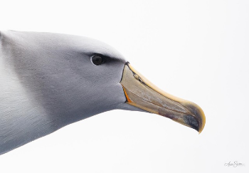 Salvin's albatross up close in Whangarei-487